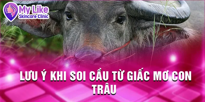 Nằm Mơ Thấy Con Trâu: Giải Mã Tương Lai Ẩn Giấu 4 Lưu ý khi soi cầu từ giấc mơ con trâu